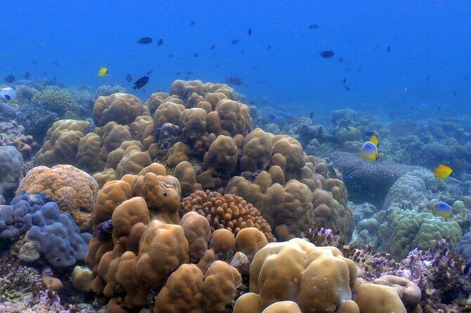 Luxury Private Speed Boat Charter with Coral Delight - Key Points