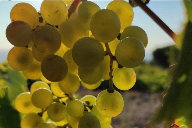 luxury-private-wine-tasting-in-crete-also-for-cruise-ships-2