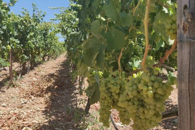 luxury-private-wine-tasting-in-crete-also-for-cruise-ships