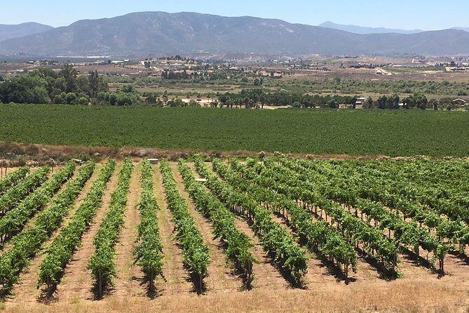 Luxury Private Wine Tasting Tour to Guadalupe Valley from San Diego - Who Should Consider This Tour?