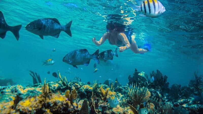 Luxury Sailing & Snorkeling Riviera Maya, Lunch & Open Bar - Authentic Experiences and Feedback from Travelers