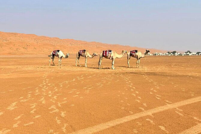 Luxury Sunset Desert Safari - The Sum Up
