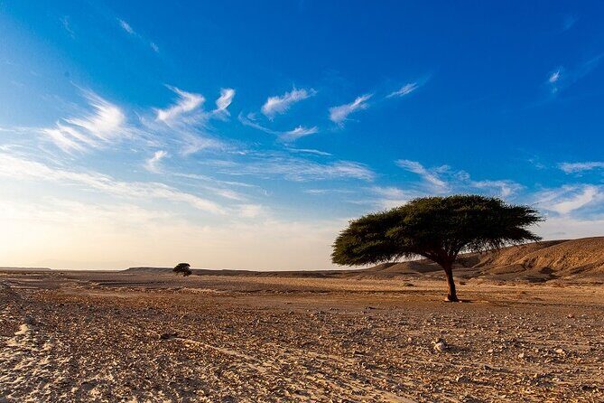 Luxury Sunset Safari to the Oasis & Starlit Dinner from Hurghada - Who Will Love This Tour?