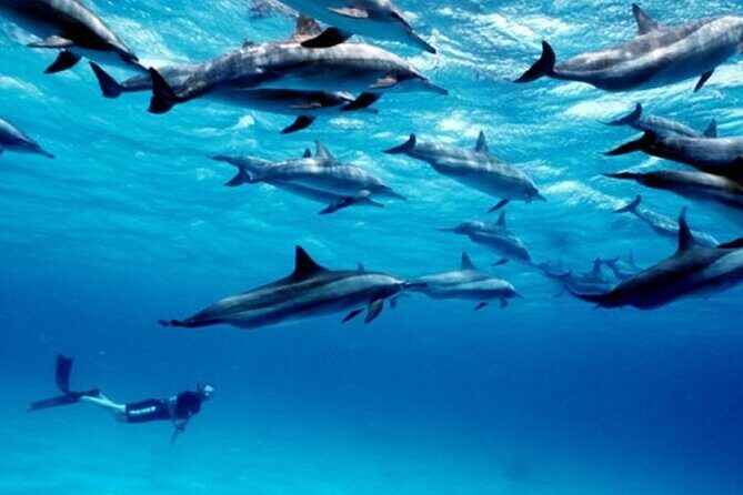 Luxury Tour to DOLPHINS, KUZA CAVE and THE ROCK RESTAURANT - FAQs