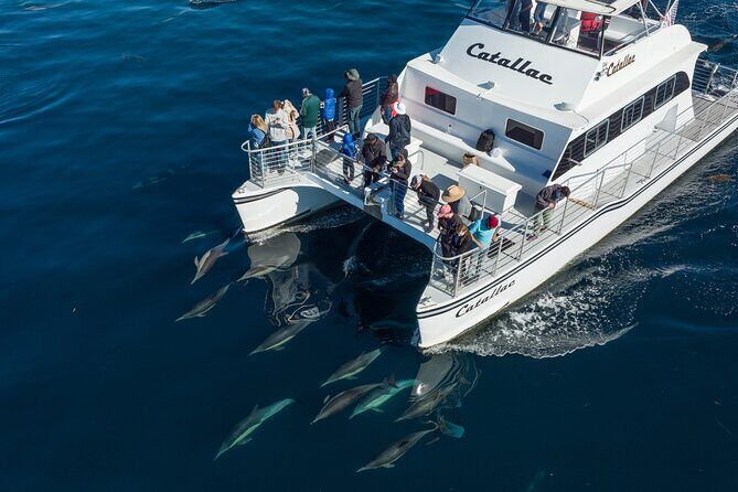 Luxury Whale Watching: Fewer People, Extra Speed, Expert Staff - The Departure: What to Expect