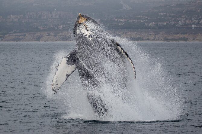 Luxury Whale Watching: Fewer People, Extra Speed, Expert Staff - The Crew and Guides