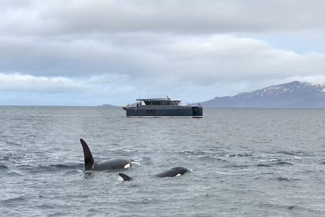 luxury-whale-watching-from-tromso-small-group-and-local-guide