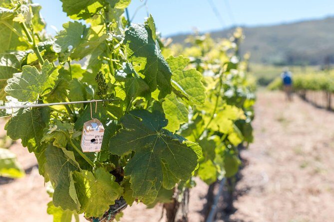 Luxury Wine Tour with Lunch - Practical Aspects: Comfort, Timing, and Value