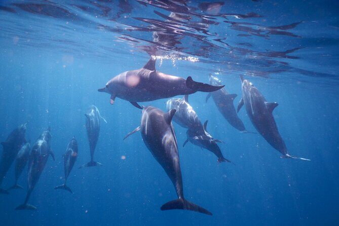 Lydia Boat Mauritius :Private boat tour:Whales&Dolphins encounter - A Deep Dive into the Experience