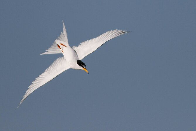 lymington-wildlife-discovery-walk