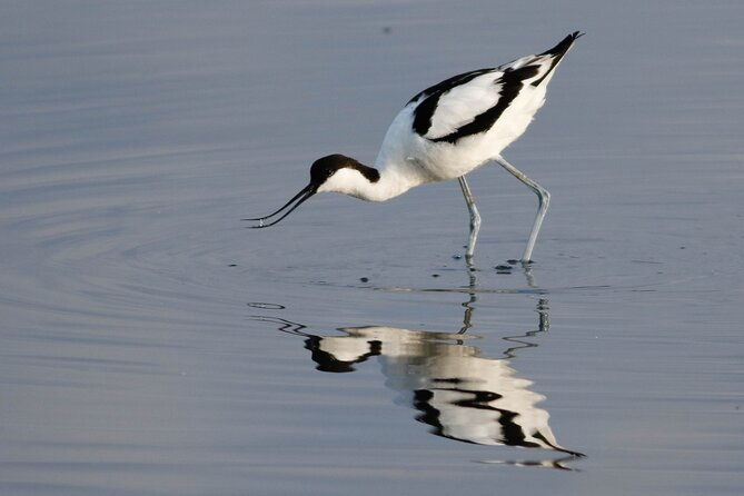 lymington-wildlife-discovery-walk