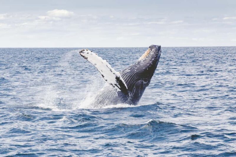 Lyngen: Whale Watching VIP Boat Tour with Lunch - Introduction to the Tour Experience
