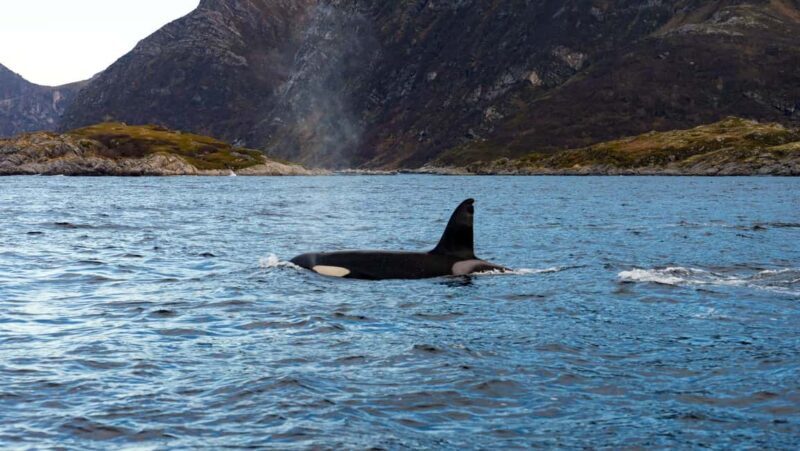 Lyngen: Whale Watching VIP Boat Tour with Lunch - Who Should Consider This Tour?