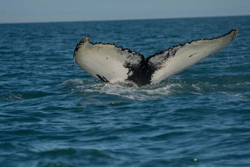 Lyngen: Whale Watching VIP Boat Tour with Lunch - FAQs