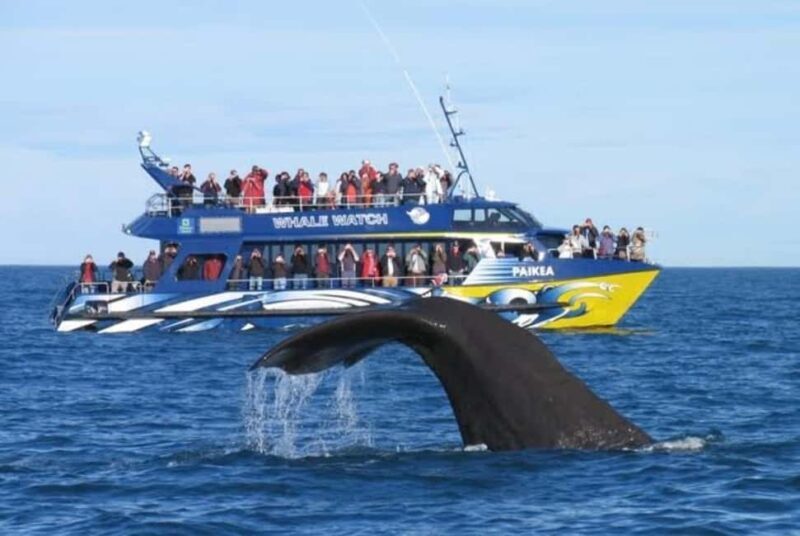Lyttelton Port: Day Tour 3 options for Cruise Passengers - What to Expect from Your Day Tour