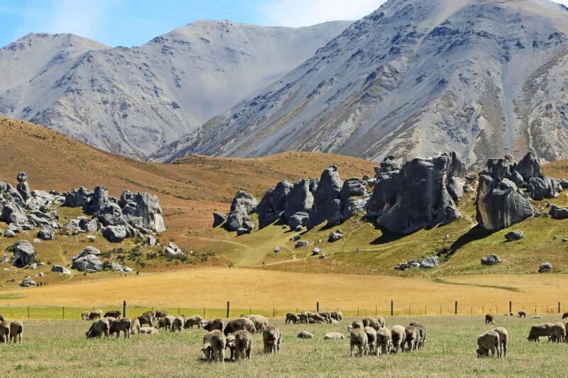Lyttelton: Shore Excursion, Castle Hill & Inland Canterbury - What’s Included and How It Adds Value