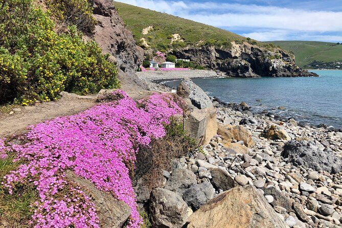 Lyttelton Shore Excursion - Guided Walking Tour and Picnic - FAQ