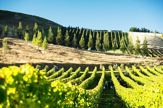 Lyttelton Shore Excursion: Waipara Valley Wine Tour with Lunch - A Closer Look at the Waipara Valley Wine Tour