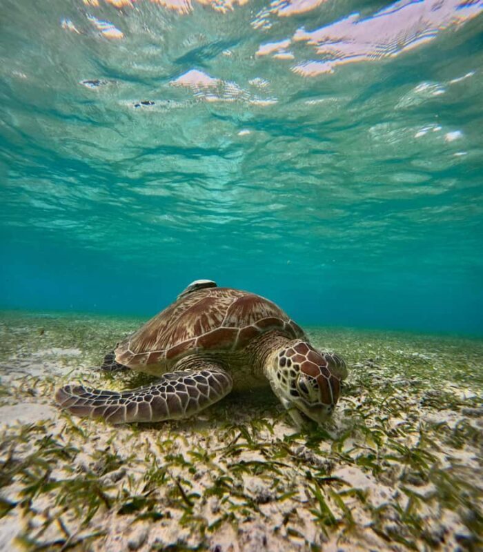 Maafushi: Turtles, Dolphins, and Coral Reef Adventure - Key Points