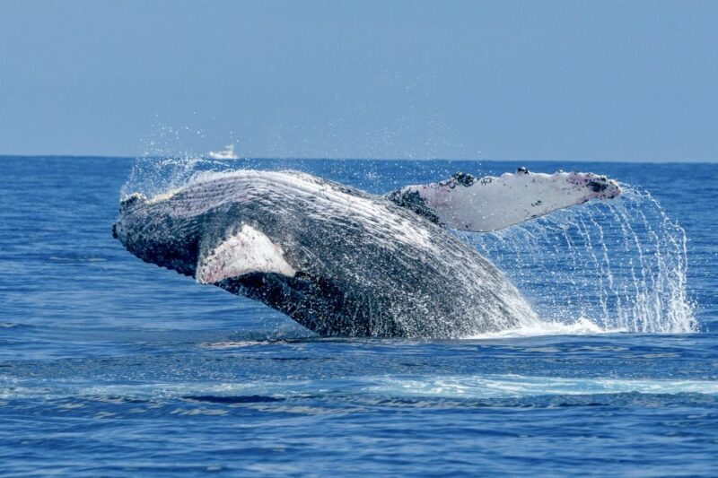 Ma'alaea Harbor: Whale Watching Tour Aboard Power Catamaran - What Sets This Tour Apart