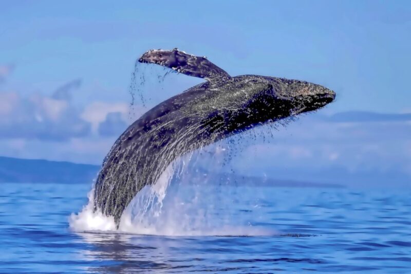 Ma'alaea Harbor: Whale Watching Tour Aboard Power Catamaran - Authentic Experiences and Highlights from Travelers