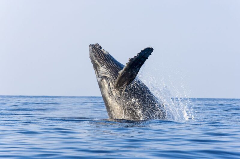 Ma'alaea Harbor: Whale Watching Tour Aboard Power Catamaran - The Sum Up