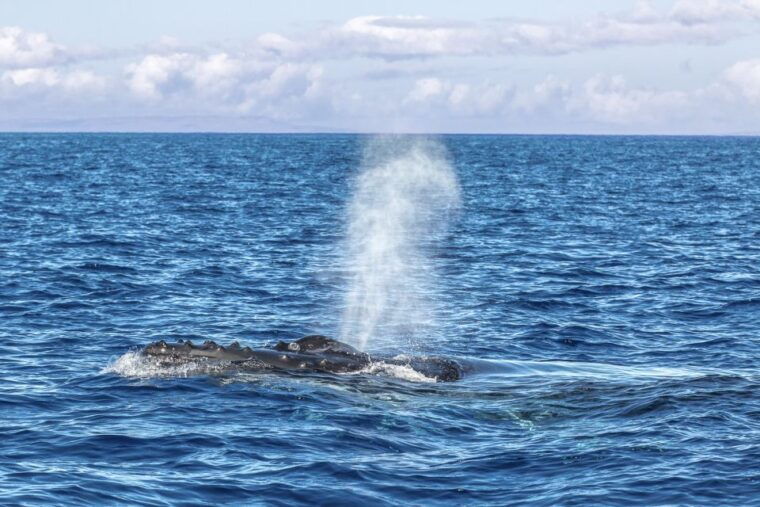 maalaea-harbor-whale-watching-tour-aboard-power-catamaran