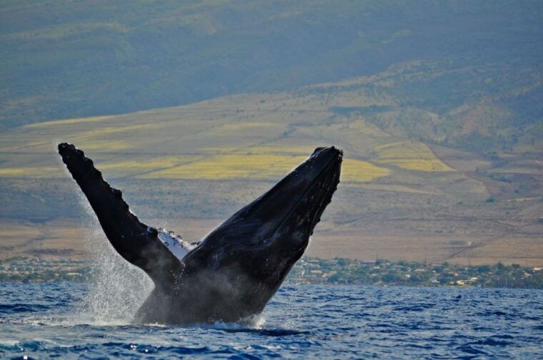 maalaea-harbor-whale-watching-tour-aboard-power-catamaran