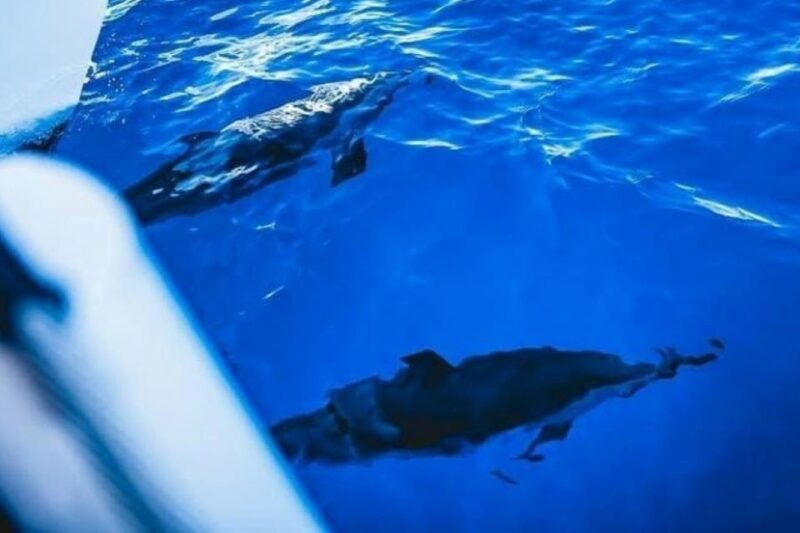 maalaea-west-maui-snorkeling-sailing-day-trip-with-lunch