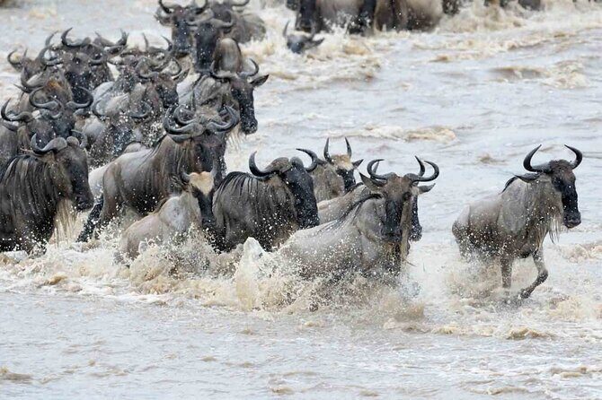 Maasai Mara 3 Day Guided Tour - An In-Depth Look at the Maasai Mara 3-Day Guided Tour