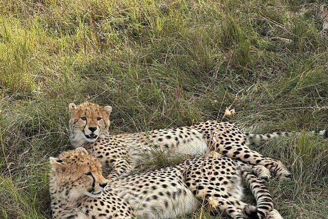 Maasai Mara Day Trip - Who Is This Tour Perfect For?