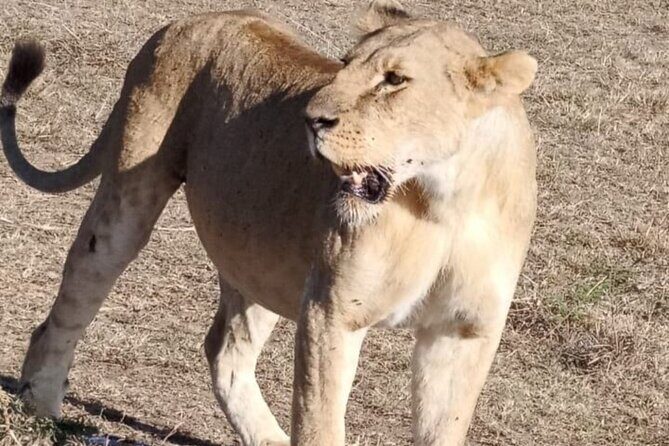 Maasai Mara Day Trip From Nairobi - An In-Depth Look at the Maasai Mara Day Trip