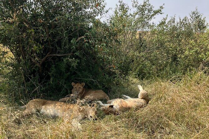 Maasai Mara Day Trip From Nairobi - FAQ