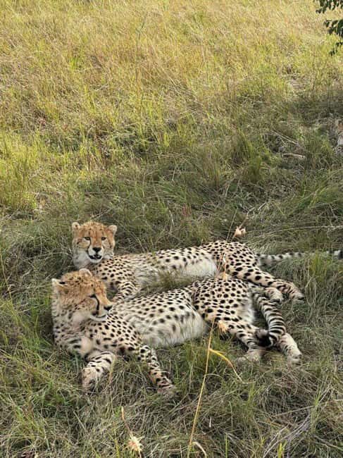 Maasai Mara day trip with pickup from Nairobi - Maasai Mara Day Trip with Pickup from Nairobi: An In-Depth Review