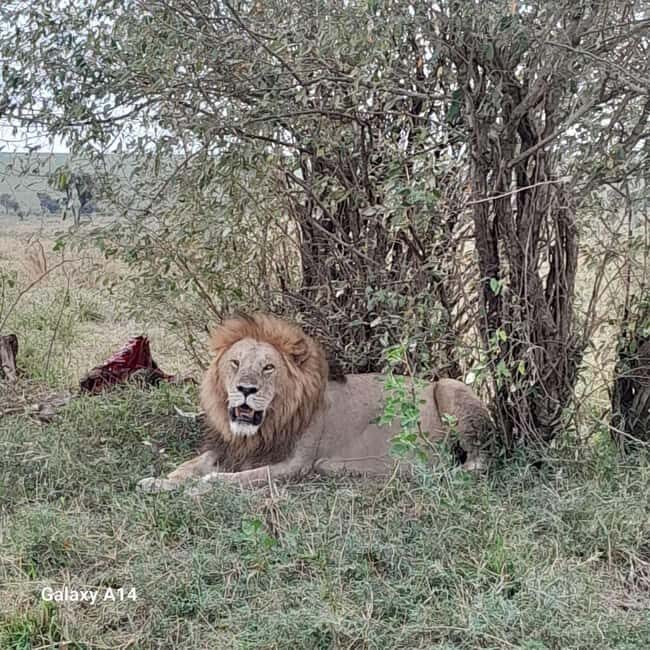 Maasai Mara day trip with pickup from Nairobi - Key Points