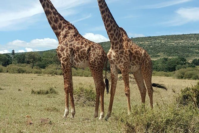 Maasai Mara Game Reserve - Introduction