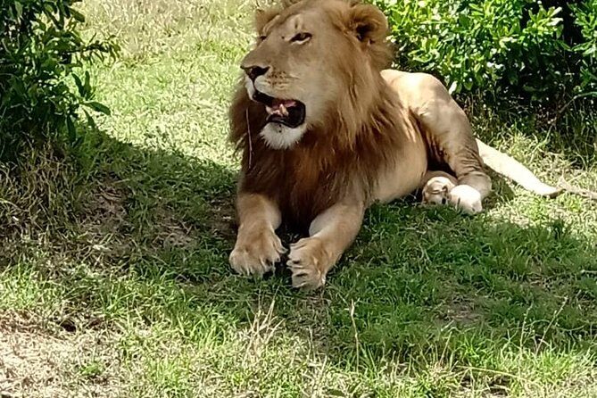 Maasai Mara Game Reserve - Why This Tour Stands Out