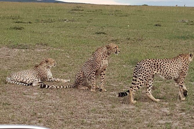 Maasai Mara Game Reserve - What Travelers Love Most