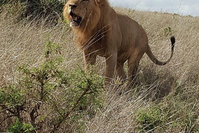 Maasai Mara Game Reserve - Authentic Review Insights