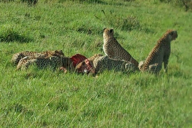 Maasai Mara Game Reserve - FAQ