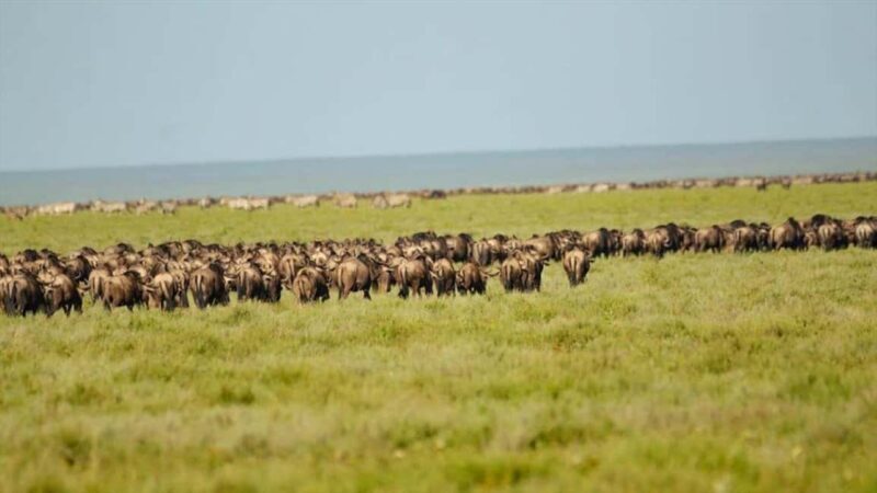 Maasai Mara: Hot Air Balloon Safari with Champagne Breakfast - FAQs