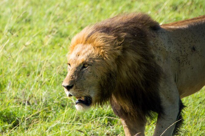 Maasai Mara National Reserve 3-day safari - Final Thoughts