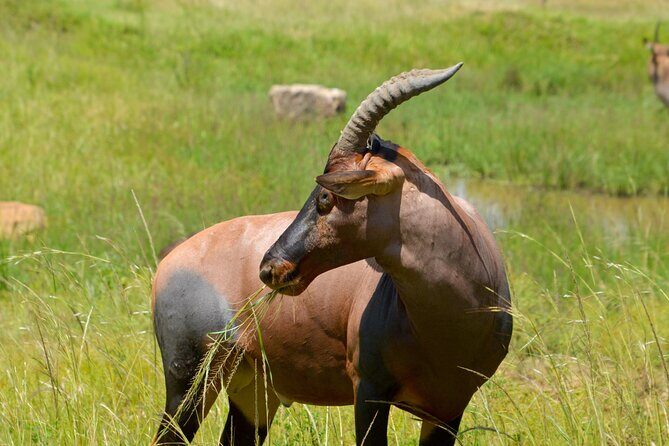 Maasai Mara National Reserve 3-day safari - FAQ