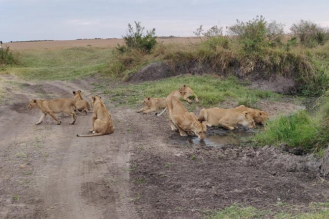 Maasai Mara Safari!! - In-Depth Itinerary Breakdown