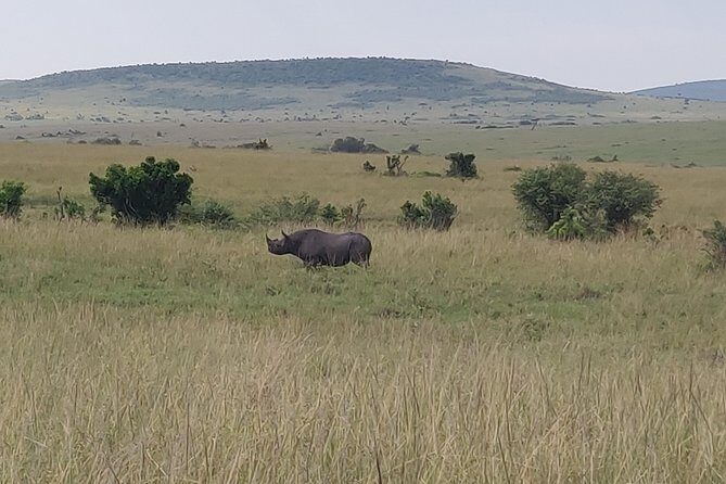 Maasai Mara Safari!! - The Sum Up