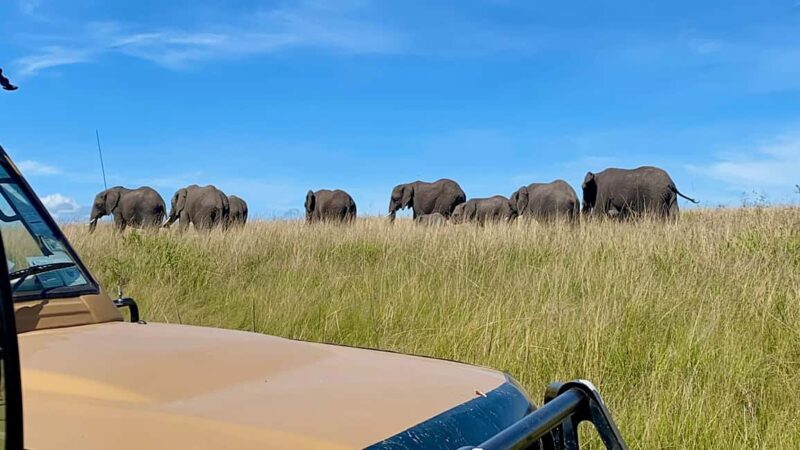 Maasai Mara Wildebeest Migration: 3 Day-Guided Safari - An Honest Look at the Maasai Mara Safari Experience