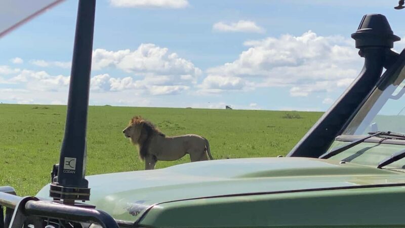Maasai Mara Wildebeest Migration: 3 Day-Guided Safari - Final Thoughts