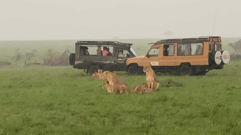 Maasai Mara Wildebeest Migration: 3 Day-Guided Safari - FAQ