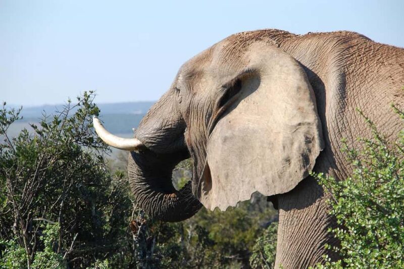 Maasai, Mikumi NP & Chizua Falls 3 Days From Dar es salaam - Transport & Comfort