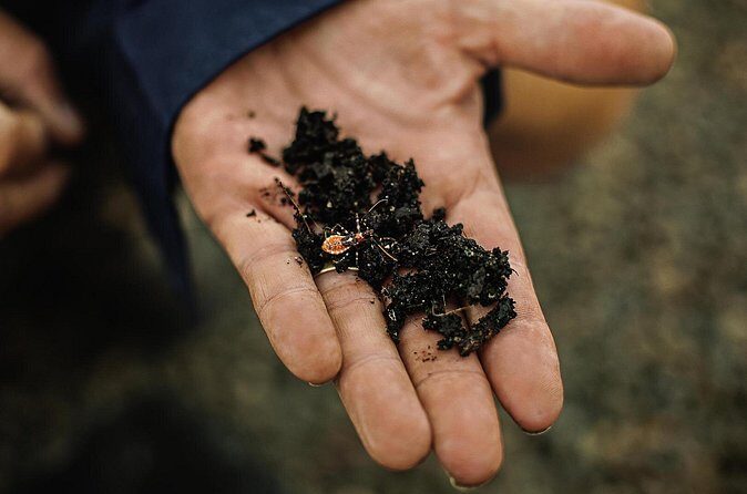 Macadamias Australia Orchard Tour in Bundaberg - Who is This Tour Best For?